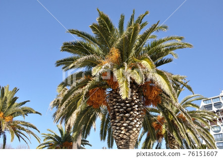 Date palm Date palm 76151607