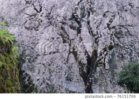 Ichikawa family's weeping cherry tree: A single cherry tree blooming in the garden (Niyodogawa Town, Kochi Prefecture) Ichikawa family's weeping cherry tree: A single cherry tree blooming in the garden (Niyodogawa Town, Kochi Prefecture) 76151708