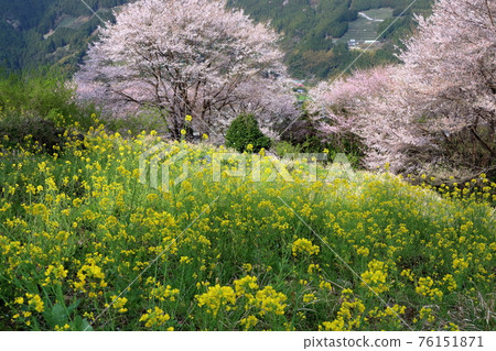 Gourd Cherry Blossom Park - Overlooking the flowers of the mountain village (Niyodogawa Town, Kochi Prefecture) Gourd Cherry Blossom Park - Overlooking the flowers of the mountain village (Niyodogawa Town, Kochi Prefecture) 76151871