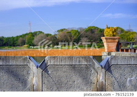 Water falling from the concrete wall, lotus pond withered in early spring and green trees 76152139