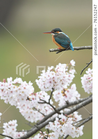 Sakura and Kingfisher 2 76152247