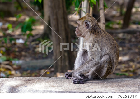 gray macaque thailand sits half-turn looking into the jungle with copy space gray macaque thailand sits half-turn looking into the jungle with copy space 76152387