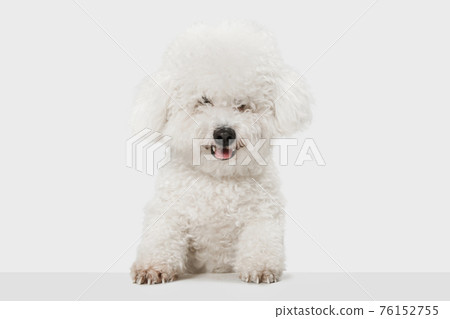 Funny bichon hot sale frise pictures