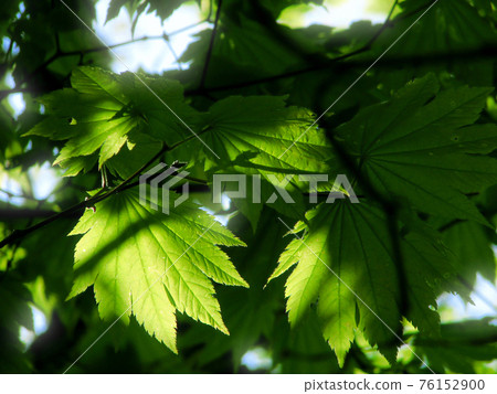 Young maple leaves that are transparent to the sunbeams 76152900