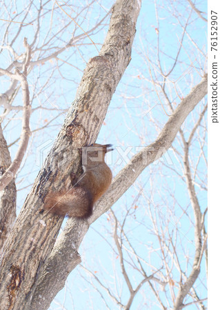 Winter Ezoris licking sap on the tree Winter Ezoris licking sap on the tree 76152907