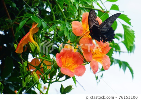 The sky, the Chinese trumpet vine, and the swallowtail butterfly. The sky, the Chinese trumpet vine, and the swallowtail butterfly. 76153100