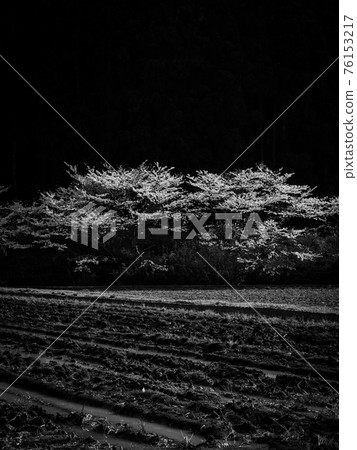盛開的櫻花和里山的風景 76153217