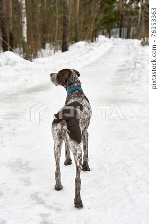 Large spotted hunting dog stands on forest road amid snow Large spotted hunting dog stands on forest road amid snow 76153363