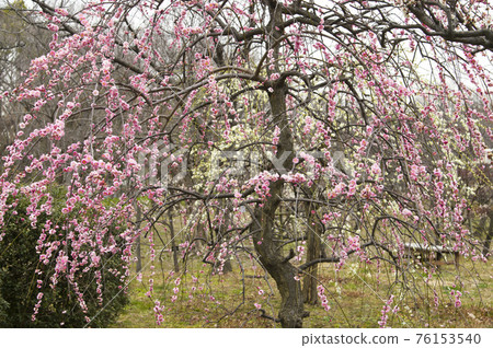Pink plum blossoms are in bloom in the plum garden. 76153540