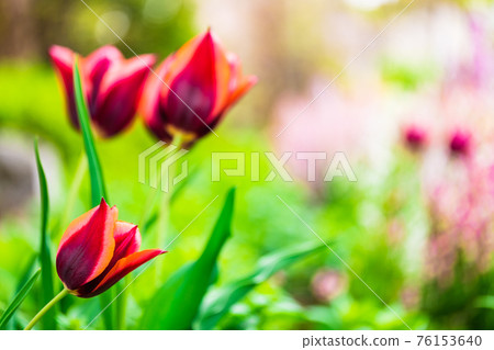 Primitive tulip 76153640