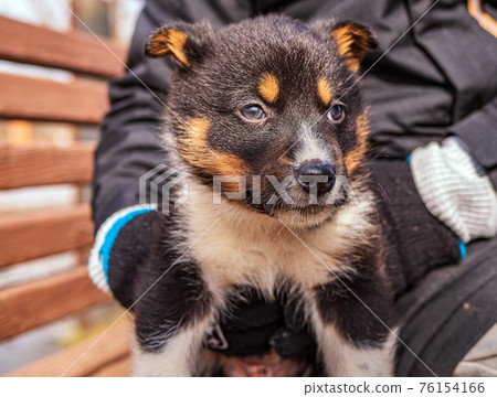 A little puppy sits on the bench and looks at camera. Animal portrait. Close-up. 76154166
