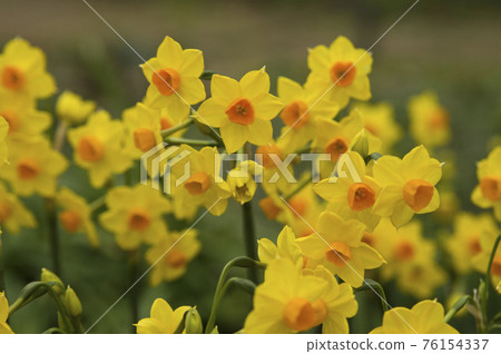 There are yellow narcissus (Jonquil) flowers. The scientific name is Narcissus jonquilla. 76154337