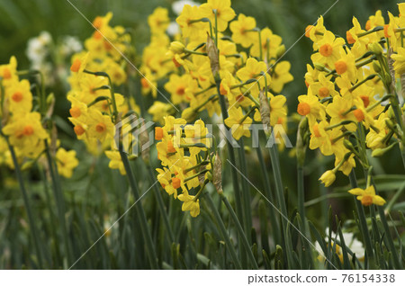 There are yellow narcissus (Jonquil) flowers. The scientific name is Narcissus jonquilla. 76154338