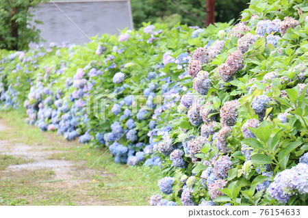 Colorful hydrangea field 76154633