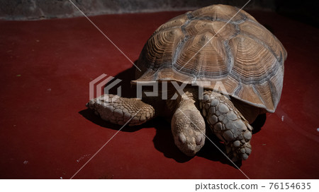 Shooting a live tortoise from the front 76154635