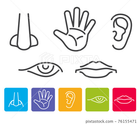 Five human senses smell, sight, hearing, taste, touch icons Five human senses smell, sight, hearing, taste, touch icons 76155471