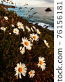 Wildflowers and Daisies on the Cliff Above the Ocean 76156181