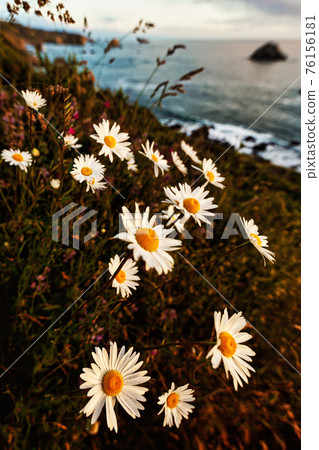 Wildflowers and Daisies on the Cliff Above the Ocean 76156181