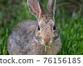 A Portrait of a Baby Bunny Rabbit 76156185