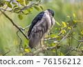 Black - Crowned Night Heron Perched in a Tree 76156212