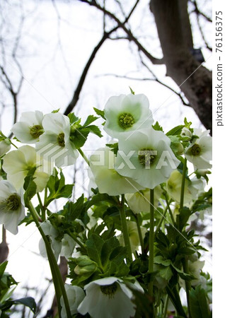 聖誕玫瑰花盛開。學名是 Helleborus。 聖誕玫瑰花盛開。學名是 Helleborus。 76156375