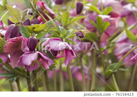 聖誕玫瑰花盛開。學名是 Helleborus。 聖誕玫瑰花盛開。學名是 Helleborus。 76156423