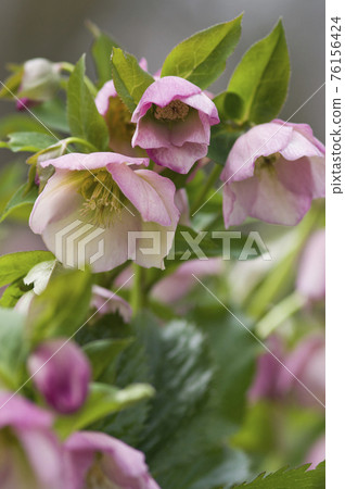 聖誕玫瑰花盛開。學名是 Helleborus。 聖誕玫瑰花盛開。學名是 Helleborus。 76156424