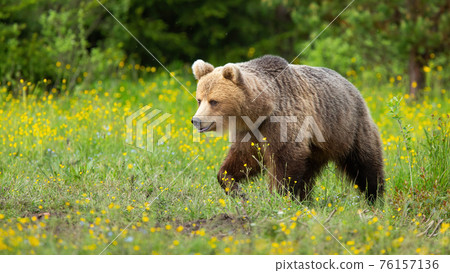 Brown bear walking on blooming meadow in summer nature Brown bear walking on blooming meadow in summer nature 76157136
