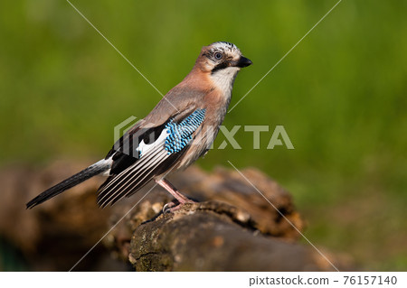 Eurasian jay sitting on branch in summertime nature 76157140