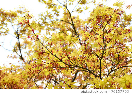 Autumn leaves, spring leaves 76157703