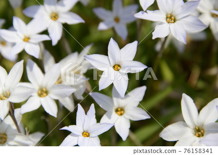 Beautifully blooming lilies in the spring sunshine Beautifully blooming lilies in the spring sunshine 76158341