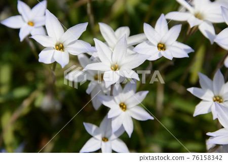 Beautifully blooming lilies in the spring sunshine Beautifully blooming lilies in the spring sunshine 76158342