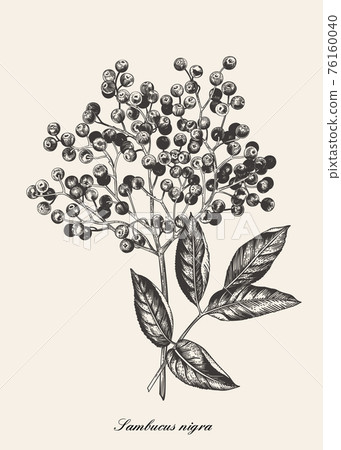 Elderberry branch. Vector botanical. Elderberry branch. Vector botanical. 76160040