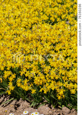 Blooming beautiful colorful natural flowers in view Blooming beautiful colorful natural flowers in view 76160286