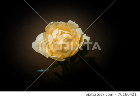 Blooming beautiful colorful rose on plain background Blooming beautiful colorful rose on plain background 76160421