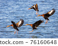 A group of whistling ducks landing on a lake. 76160648