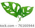 Leaves of tropical plant - Monstera Adansonii also called Monstera Monkey isolated on a white background. High details macro shot image. PNG file with transparent background. 76160944