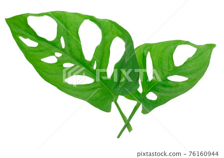 Leaves of tropical plant - Monstera Adansonii... - Stock Illustration  [76160944] - PIXTA