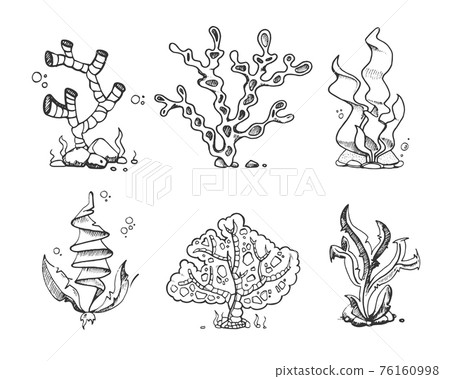 Marine seaweeds, sea flora, ocean plants in vintage hand drawn, doodle, sketch style stock Marine seaweeds, sea flora, ocean plants in vintage hand drawn, doodle, sketch style stock 76160998