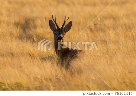 Roe deer buck looking over the shoulder on wheat field in sunset Roe deer buck looking over the shoulder on wheat field in sunset 76161115