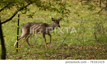 Young fallow deer buck trapped by electric fence on pasture Young fallow deer buck trapped by electric fence on pasture 76161429