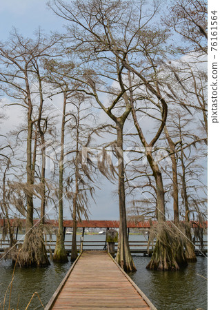 Moss draped Cypress trees in Lake Bruin on the Mississippi River at St Joseph, Tensas Parish, Louisiana Moss draped Cypress trees in Lake Bruin on the Mississippi River at St Joseph, Tensas Parish, Louisiana 76161564