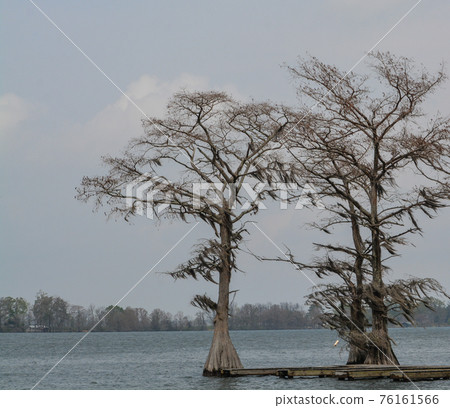 Moss draped Cypress trees in Lake Bruin on the Mississippi River at St Joseph, Tensas Parish, Louisiana 76161566
