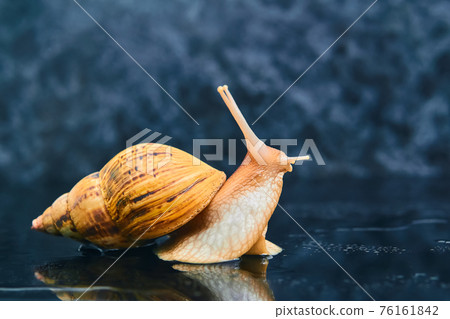 live snail looking up on a smooth black surface against a dark background live snail looking up on a smooth black surface against a dark background 76161842