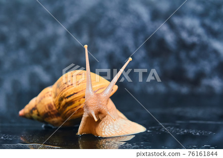 large live snail on a smooth black surface against a dark background large live snail on a smooth black surface against a dark background 76161844
