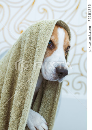 Beagle Dog Sitting in Bathtub Waiting to be Dried Beagle Dog Sitting in Bathtub Waiting to be Dried 76161886