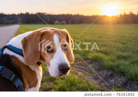Beagle dog on Rural area. RSunset in nature Beagle dog on Rural area. RSunset in nature 76161892