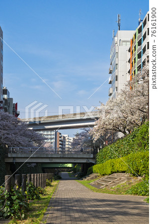 Kotta River cherry blossoms and Tama monorail near Tama Center Station 76161900