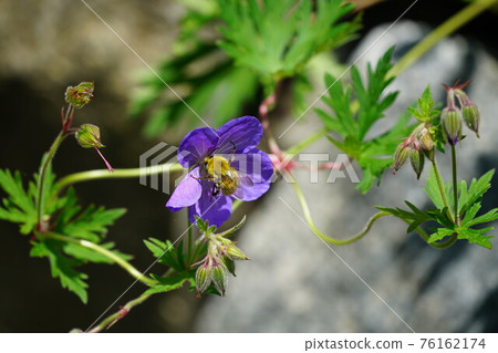 Male bumblebee sucking nectar from Aoirofuurosou Male bumblebee sucking nectar from Aoirofuurosou 76162174
