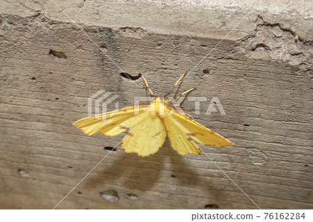 A yellow moth crocus geometer on a cement stair 76162284